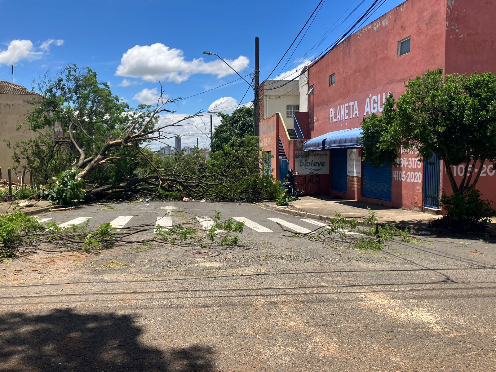 Temporal arranca dezenas de árvores em cidades da região