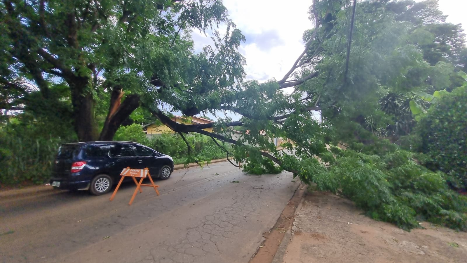 Ventania derruba galho de árvore e interdita rua em Barão Geraldo