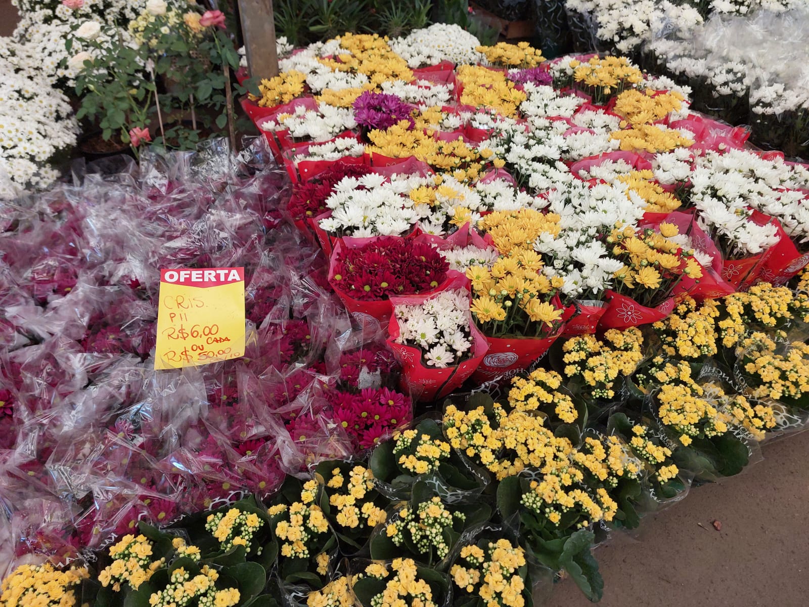 Mercado de Flores espera crescimento de 30% nas vendas para o Dia de Finados