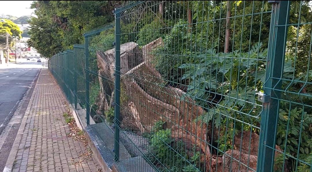 Bosque dos Jequitibás: 1 ano depois de morte, preocupação continua