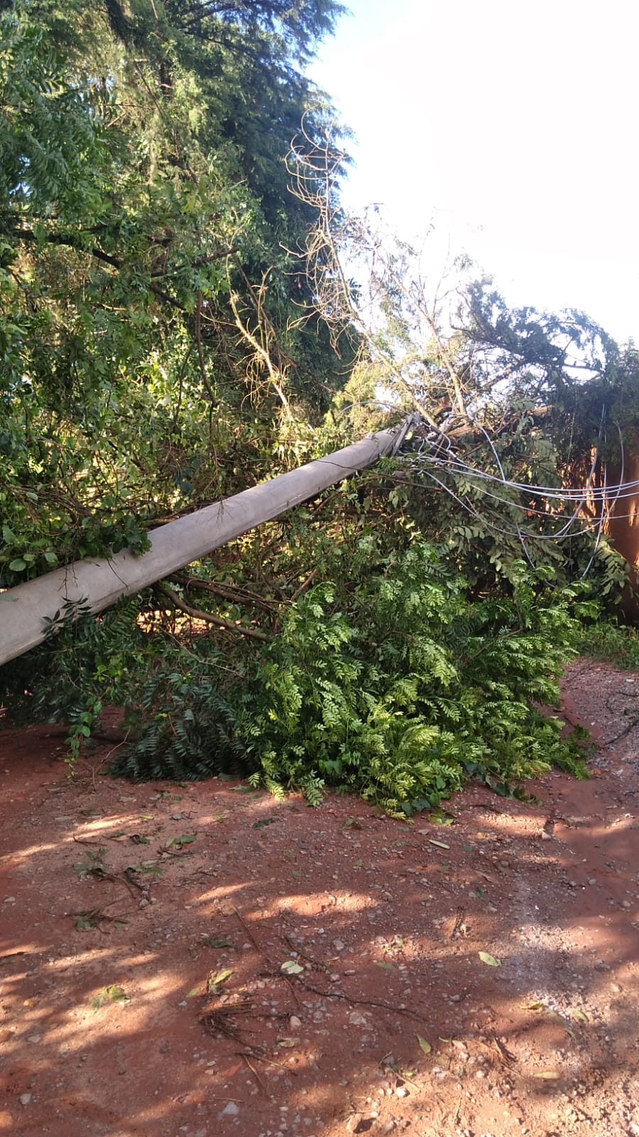 Temporal em Socorro derruba postes e, pelo menos, 15 árvores 