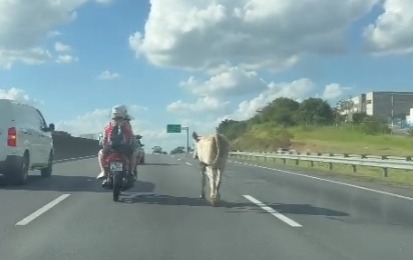 Animal invade trecho da rodovia Anhanguera em Campinas