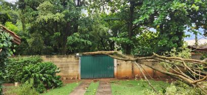 Árvores promovem insegurança para moradores do Chácara Santa Margarida