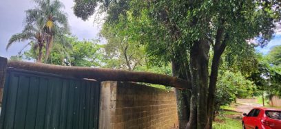 Árvores promovem insegurança para moradores do Chácara Santa Margarida