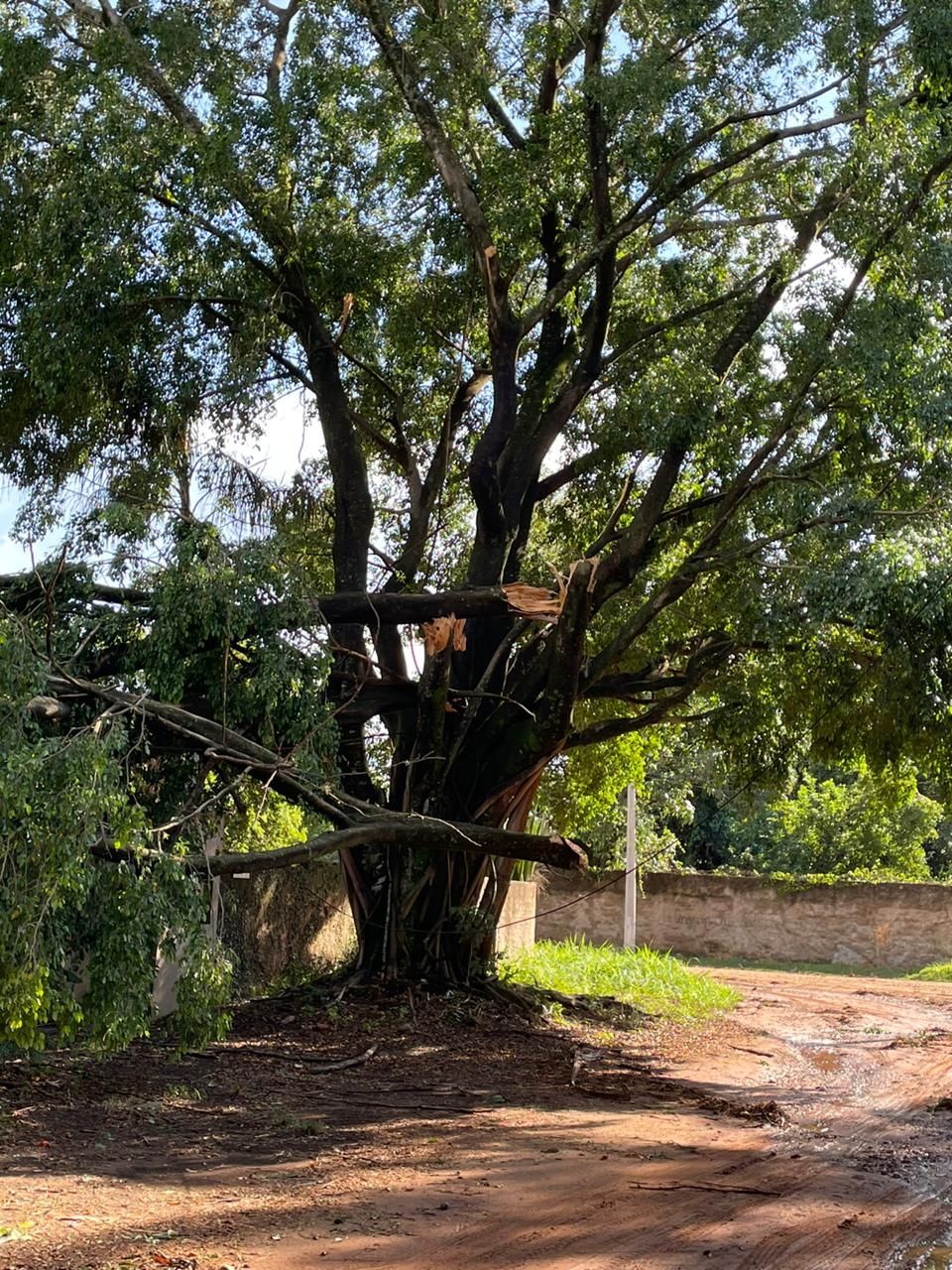 Árvores promovem insegurança para moradores do Chácara Santa Margarida
