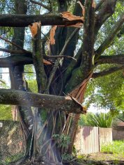 Árvores promovem insegurança para moradores do Chácara Santa Margarida