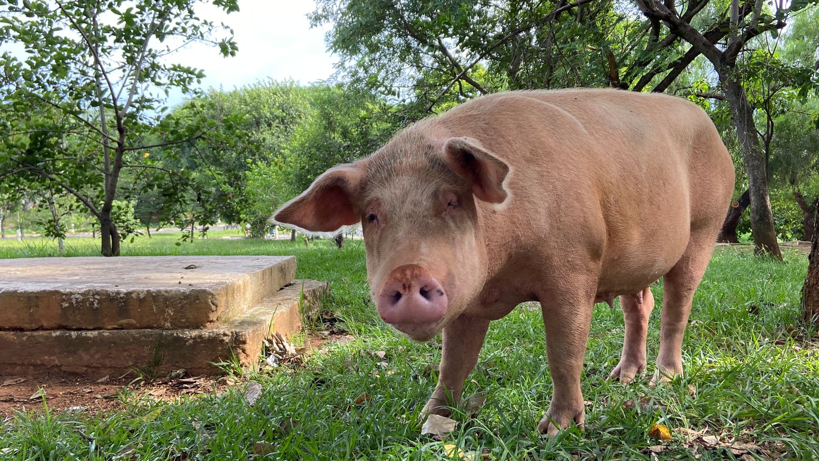 Cena do Dia: porca aparece na Arautos da Paz