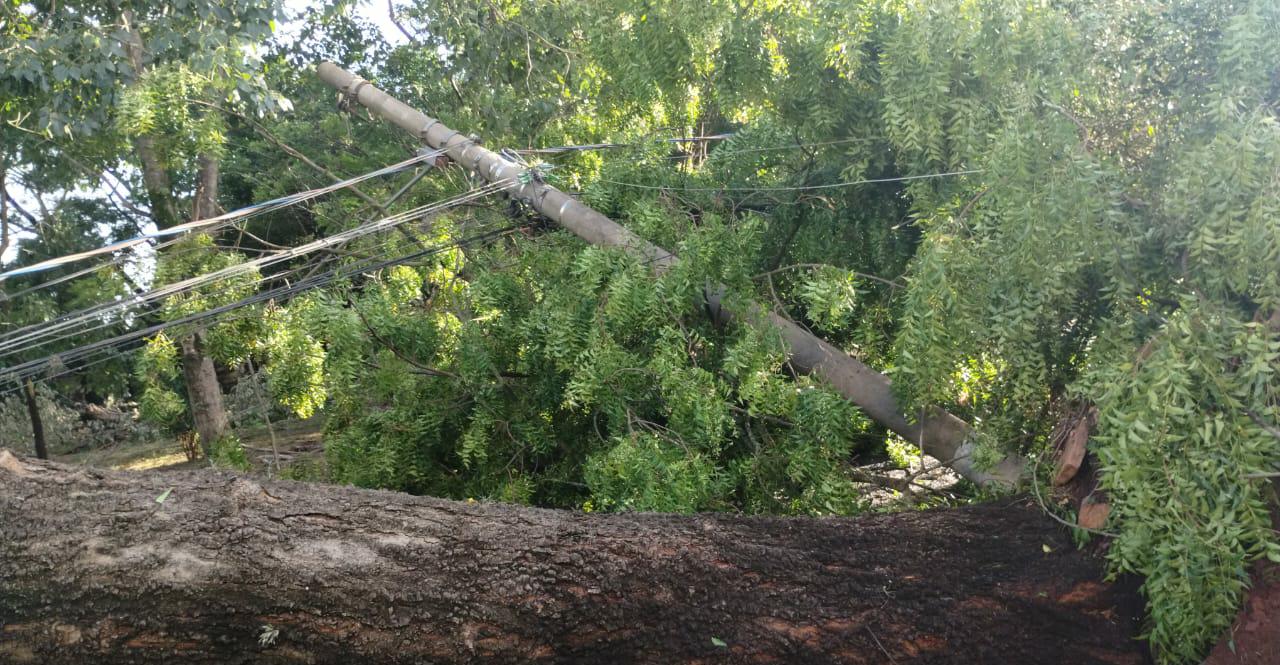 Chuva e rajadas de vento derrubam seis árvores em Campinas