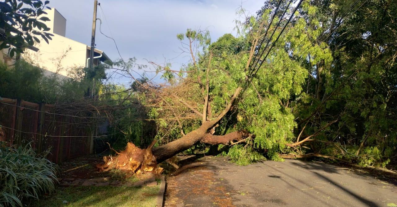 Chuva e rajadas de vento derrubam seis árvores em Campinas