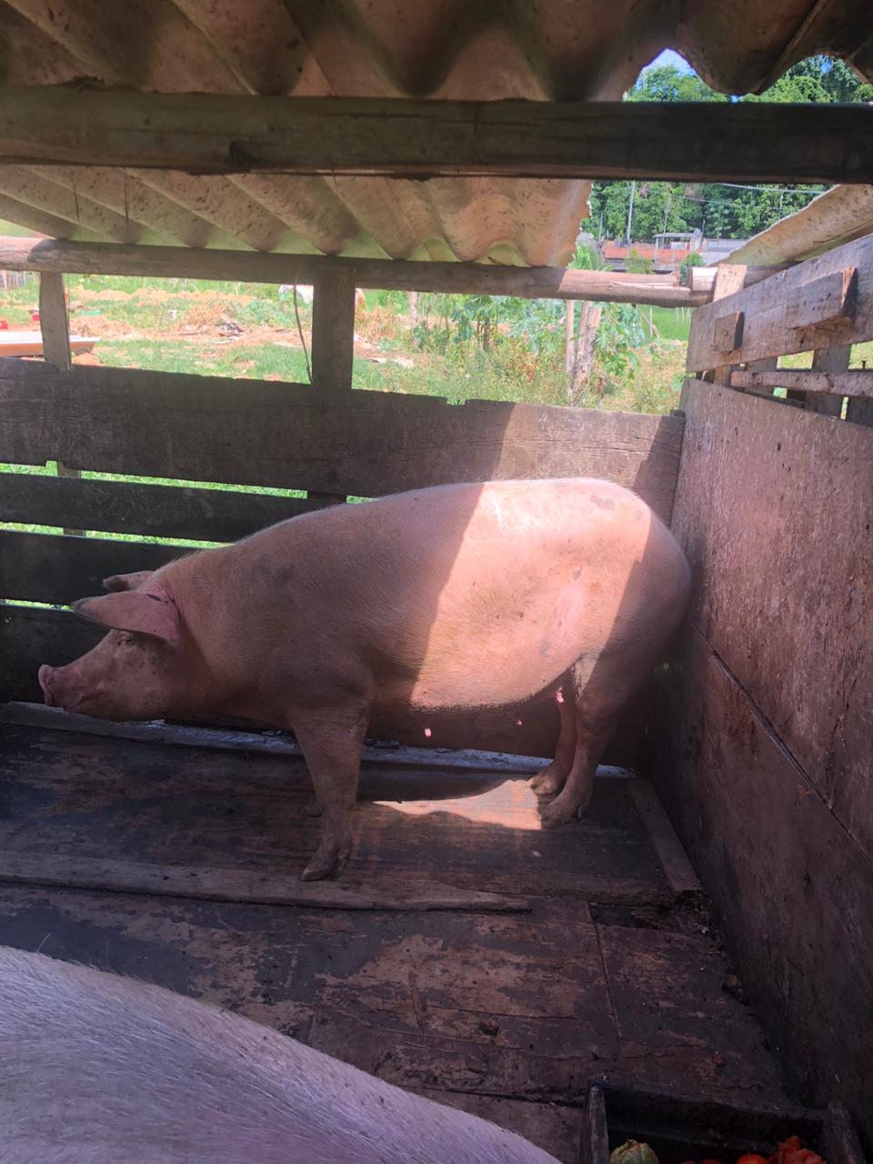 Final feliz: Porca Branca já está em casa! Ouça