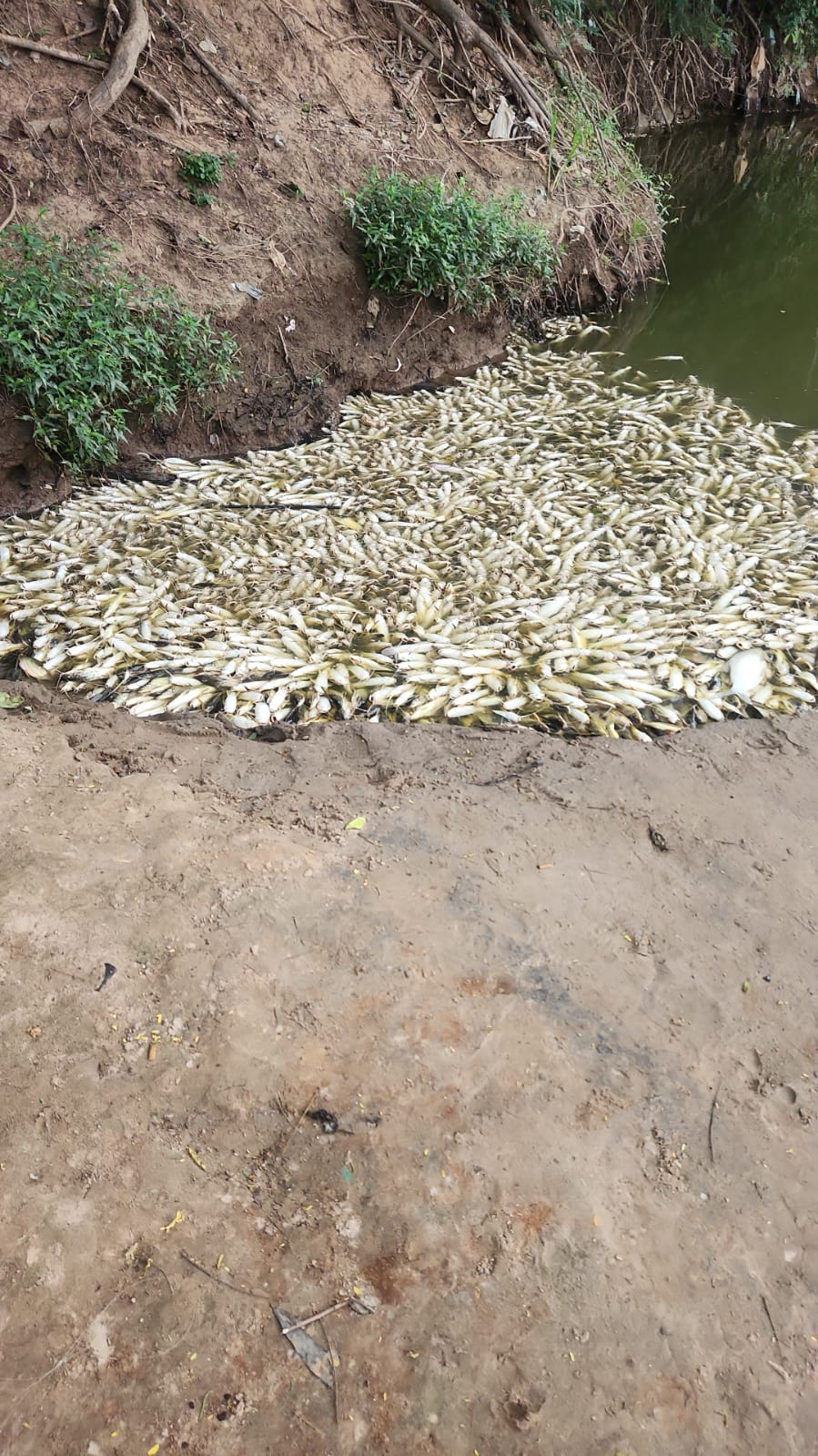 Proliferação de algas no fim de semana pode ter causado mortandade no Rio Piracicaba