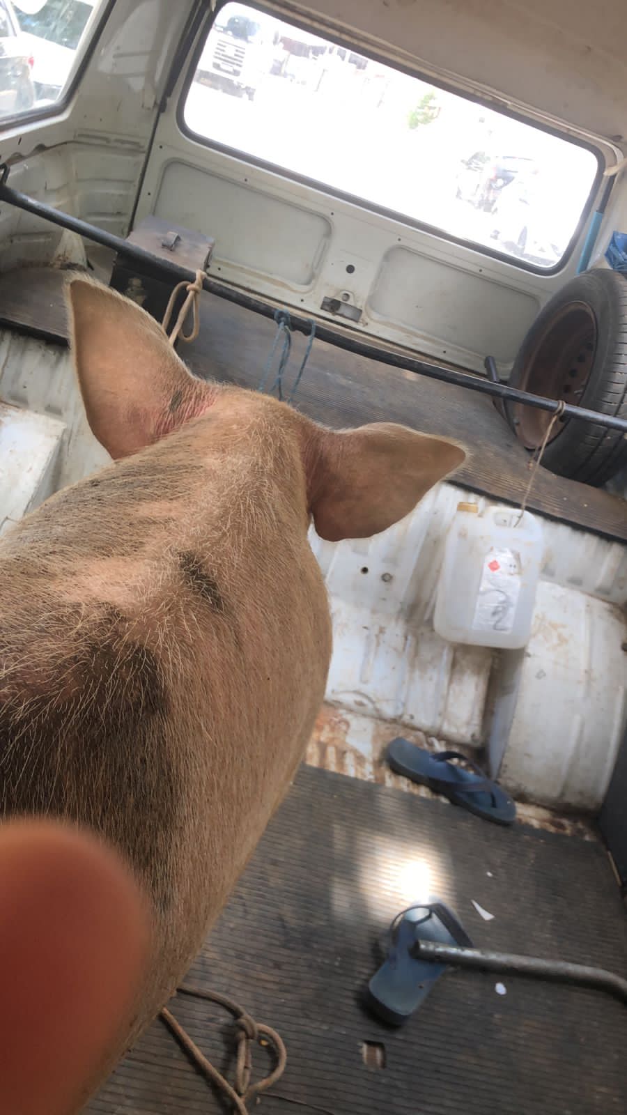 Mistério da porca perdida na Arautos da Paz é desvendado; ouça