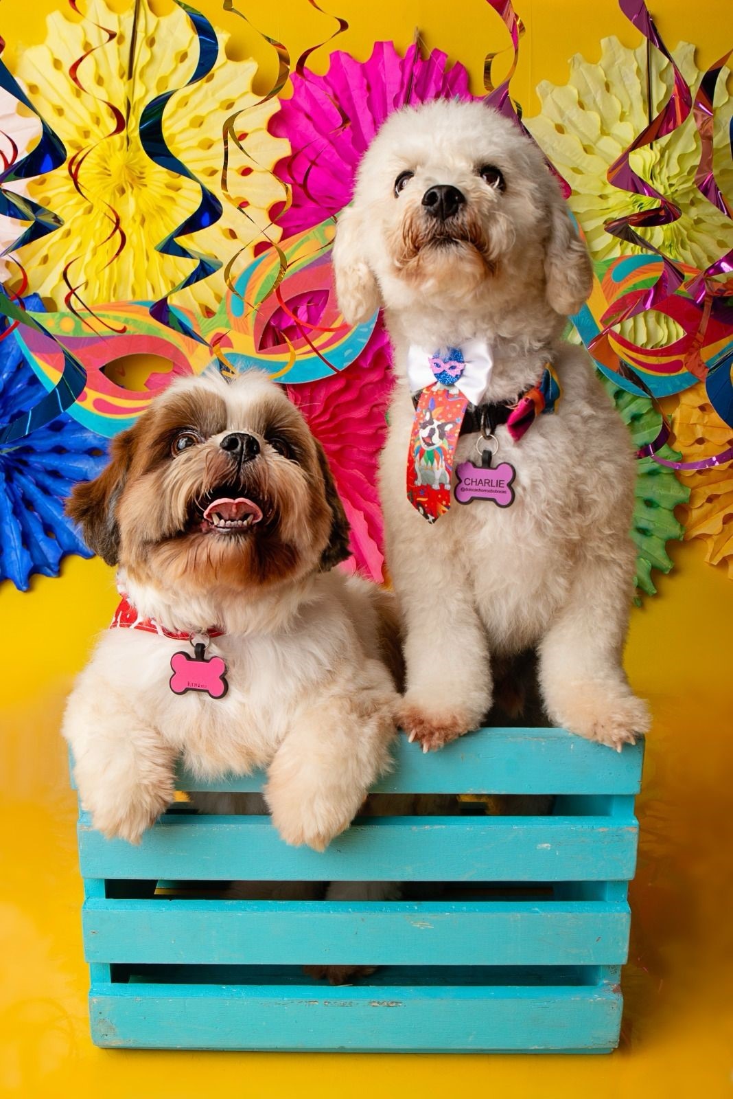 Pet na folia? Saiba quais cuidados ter com os animais no Carnaval