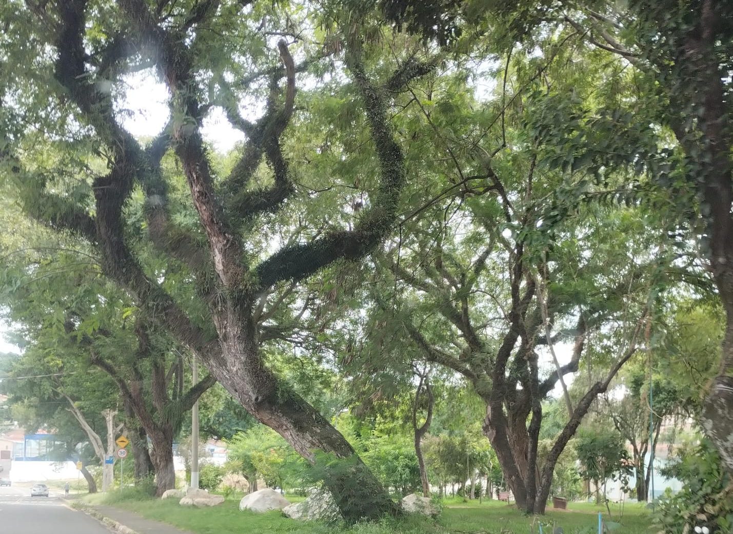 Indaiatuba firma parceria para projeto de arborização segura