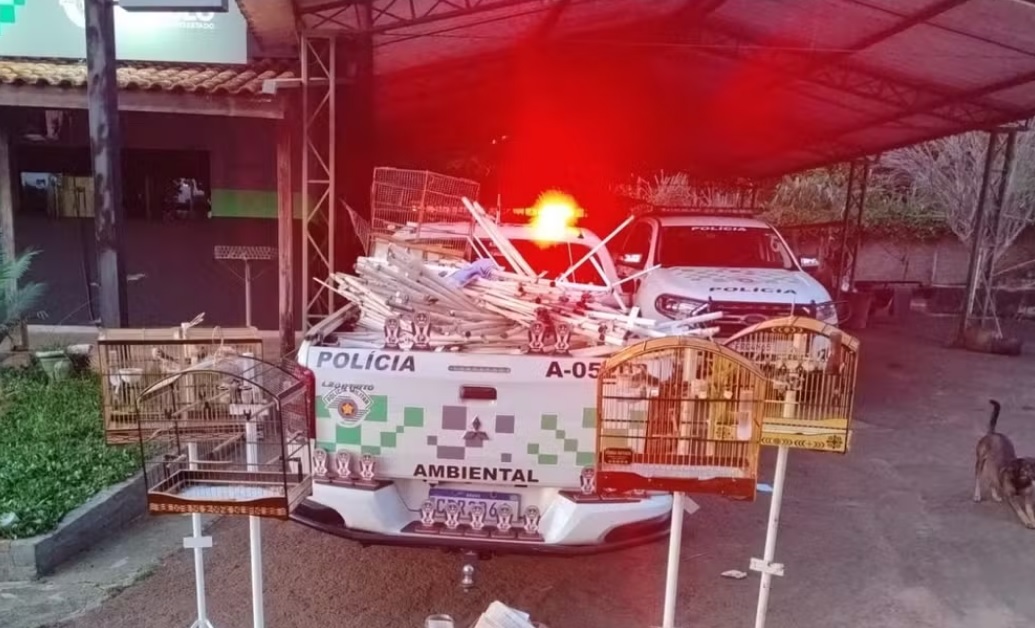 Grupo é multado por promover torneio clandestino de canto de pássaros