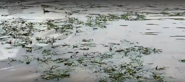 Concentração de aguapés no Rio Piracicaba vai ser investigada pelo MP