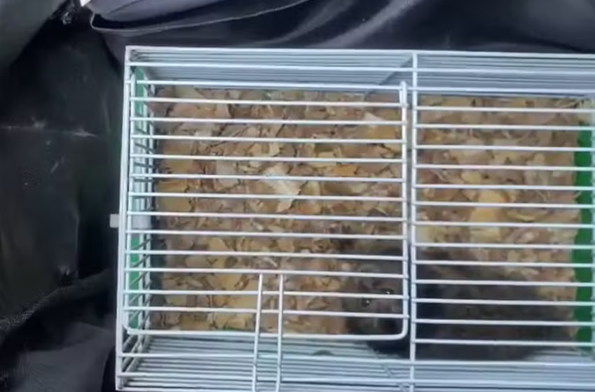 Homem é preso levando macaco e cobra dentro de mochila