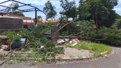 Moradores reclamam de árvore caída após chuva em Barão Geraldo