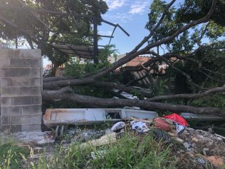 Moradores reclamam de árvore caída após chuva em Barão Geraldo