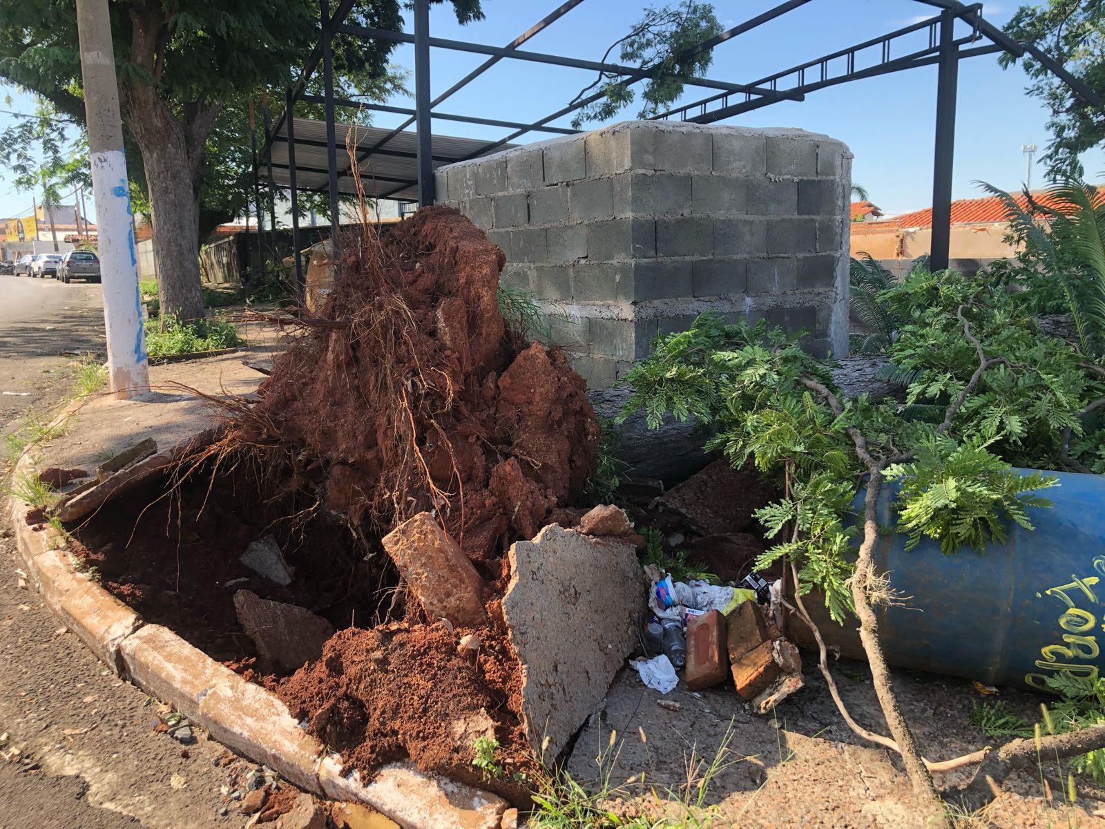 Moradores reclamam de árvore caída após chuva em Barão Geraldo