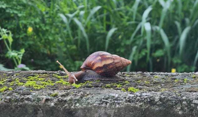 Moradores relatam infestação de caramujos africanos em Barão Geraldo