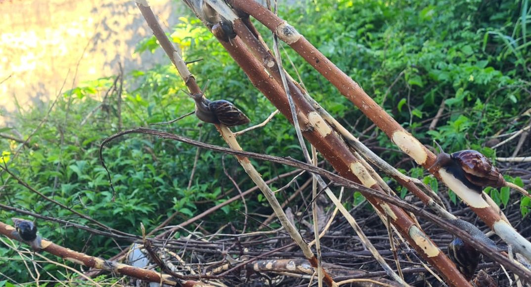 Moradores relatam infestação de caramujos africanos em Barão Geraldo