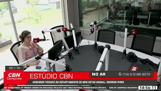 Esterilização de capivaras para controle da febre maculosa em Campinas