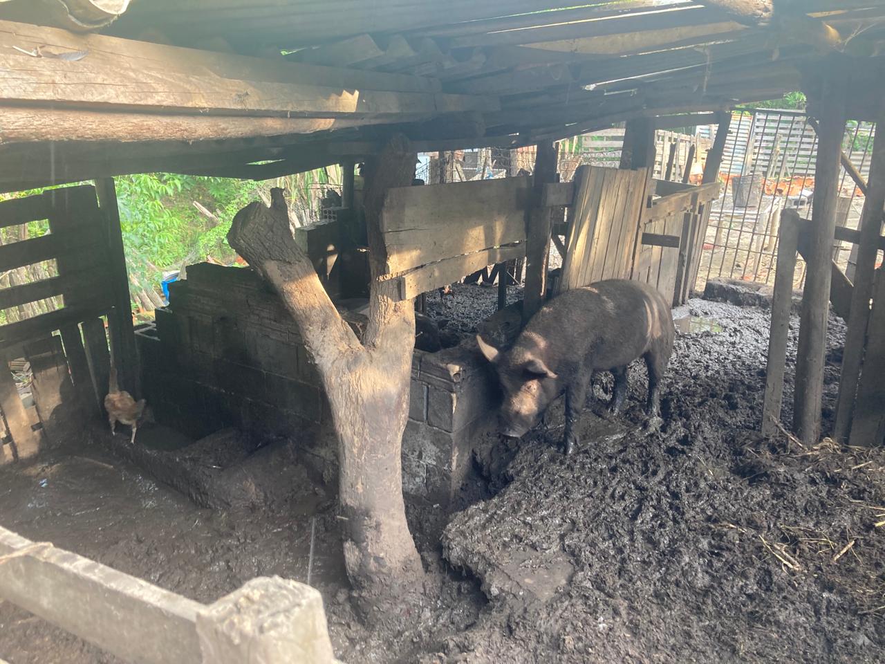 Porcos em situação de maus-tratos são localizados em APP de Charqueada