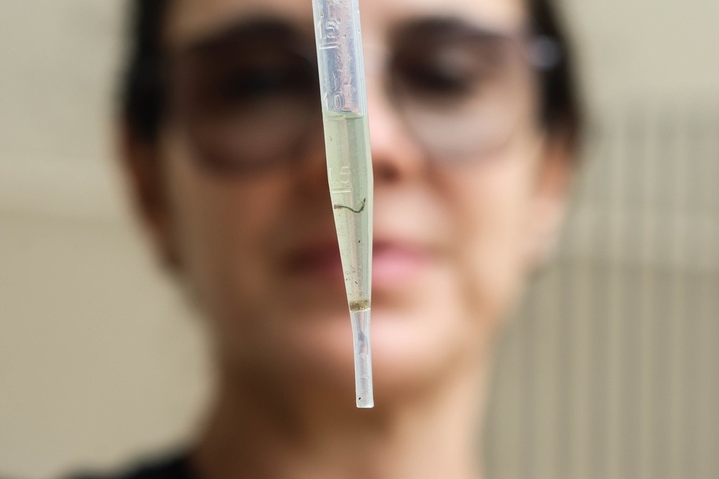 Primeiro caso de chikungunya é registrado em Campinas