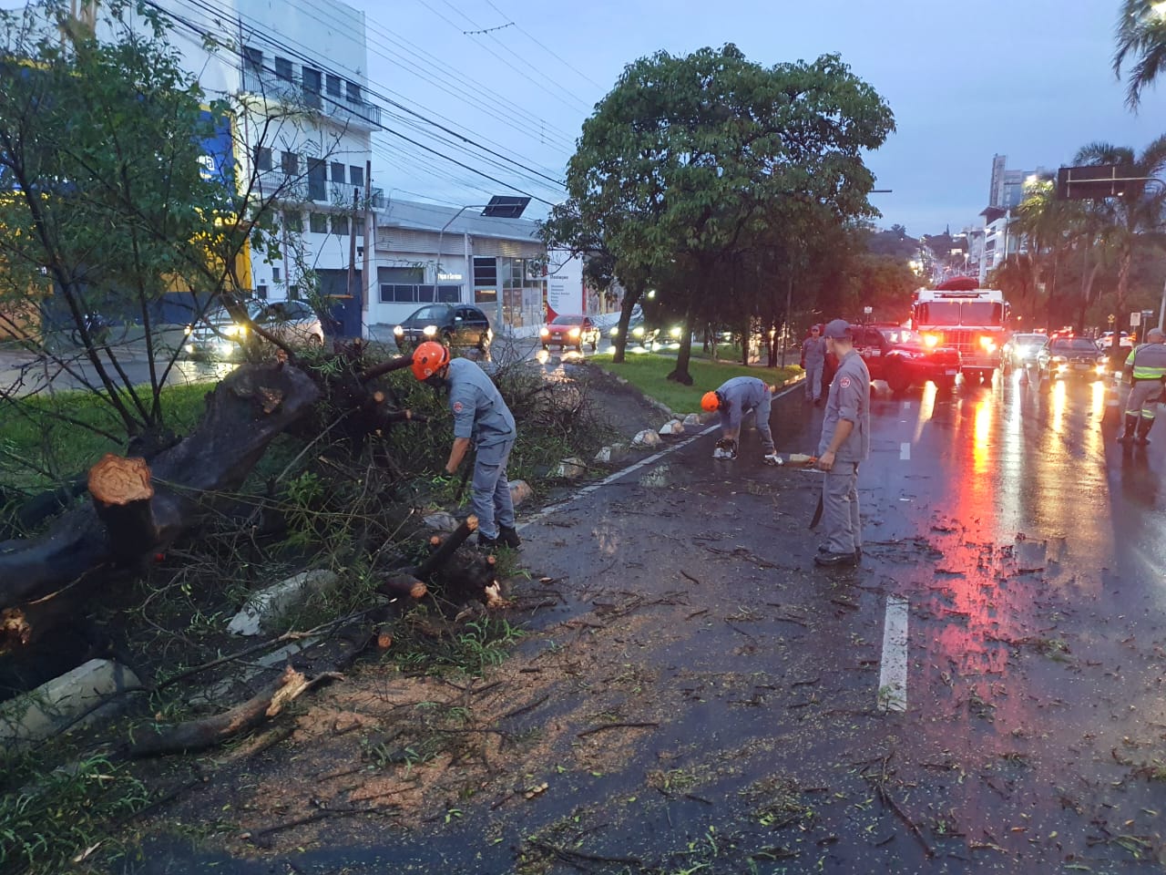 Uma pessoa fica ferida após árvore cair sobre carro no Jardim do Trevo