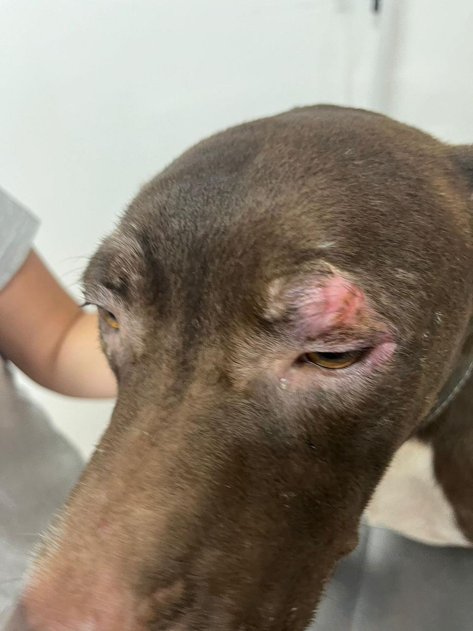 Cachorro com sinais de maus-tratos é encontrado em Campinas