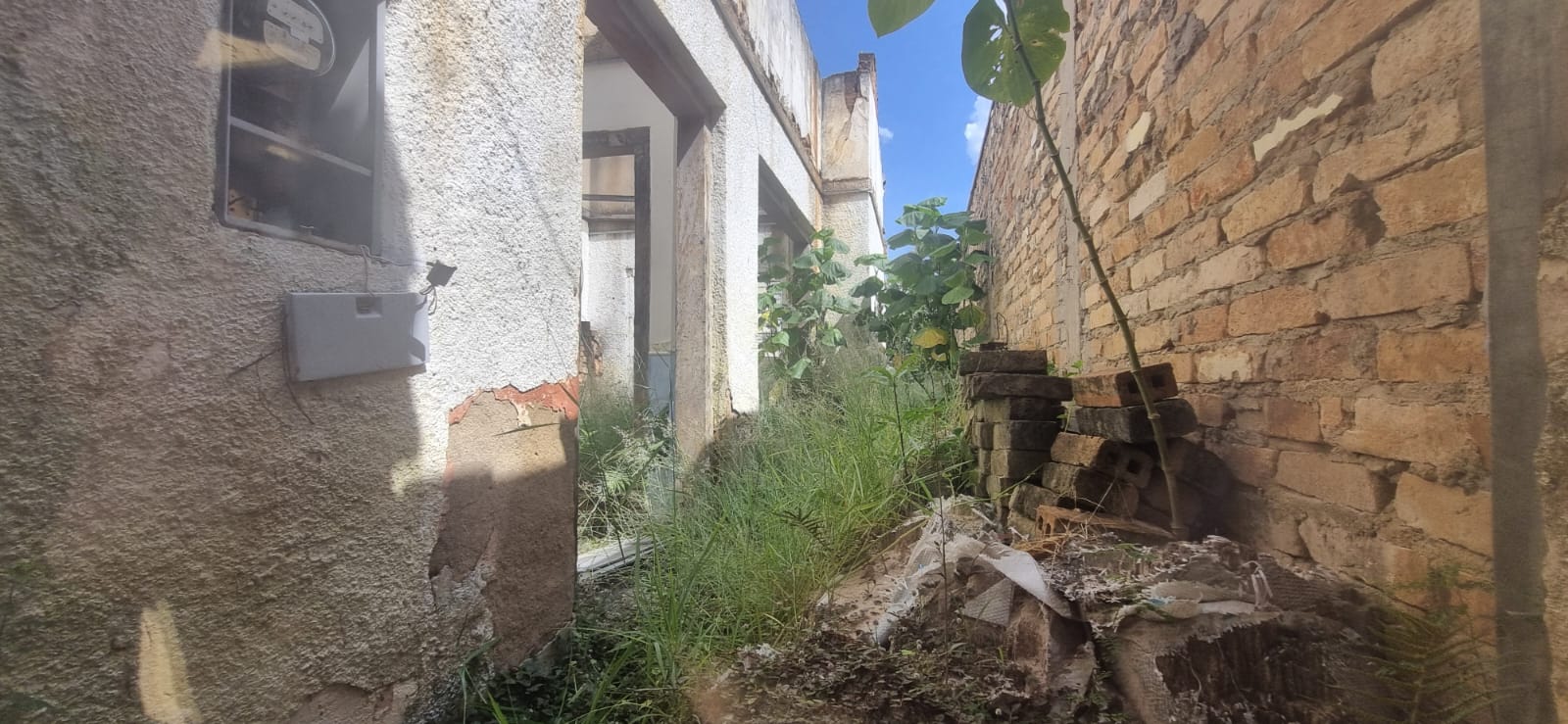 Campinas acumula 1,5 mil denúncias de criadouros do mosquisto da dengue