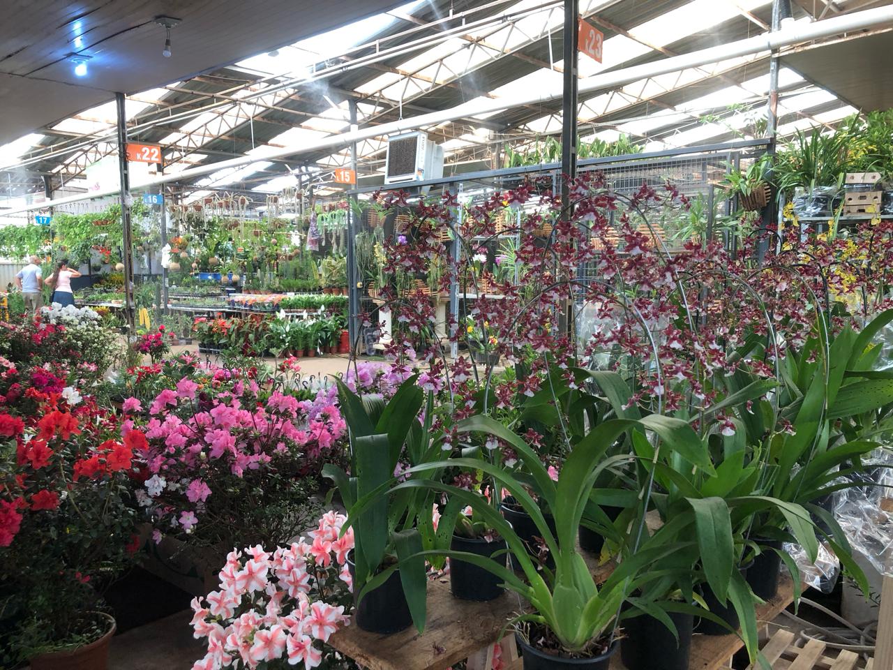 Dia da Mulher representa 8% das vendas no mercado da floricultura