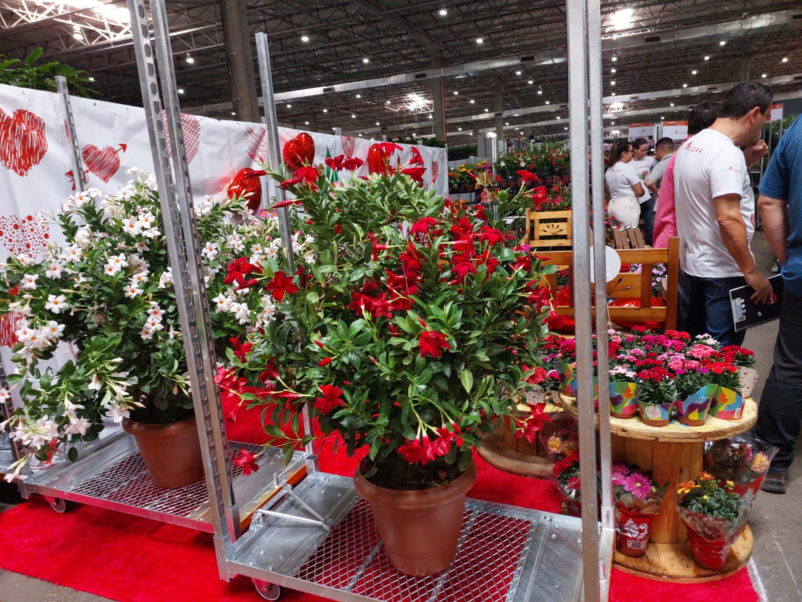 Vendas de flores crescem às vésperas do Dia Internacional da Mulher