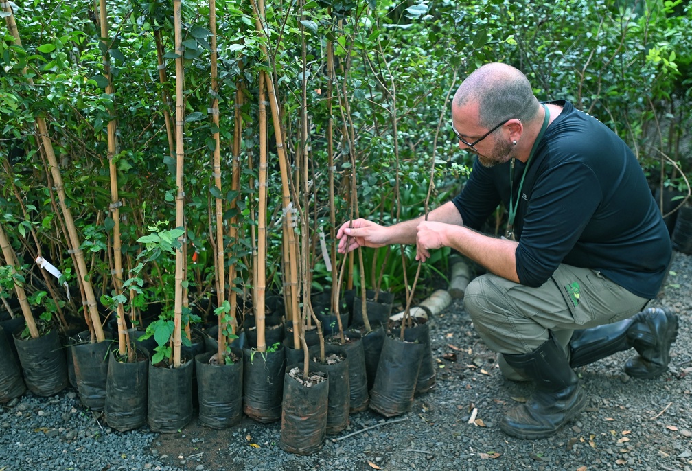 Mata de Santa Genebra faz doação de mudas; veja como conseguir
