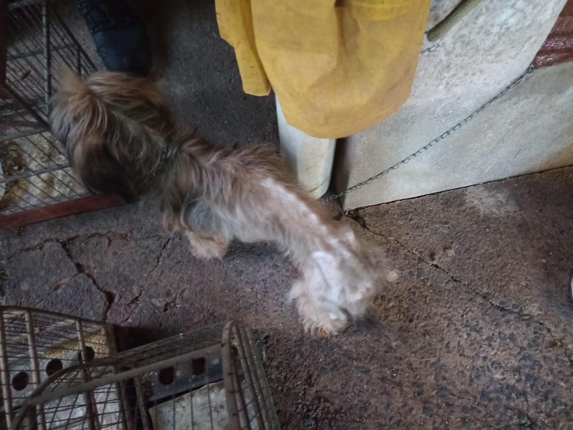 Maus-tratos e aves silvestres em cativeiro rendem R$ 11 mil de multa para homem