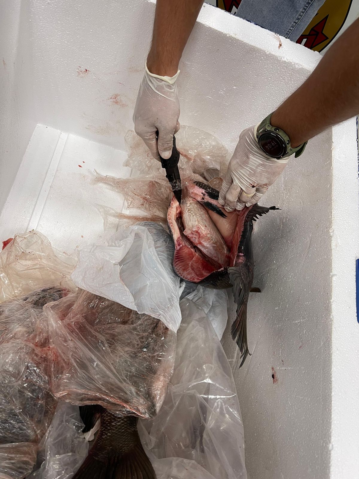 Polícia Federal prende passageira transportando 5,6kg de skunk dentro de peixes congelados