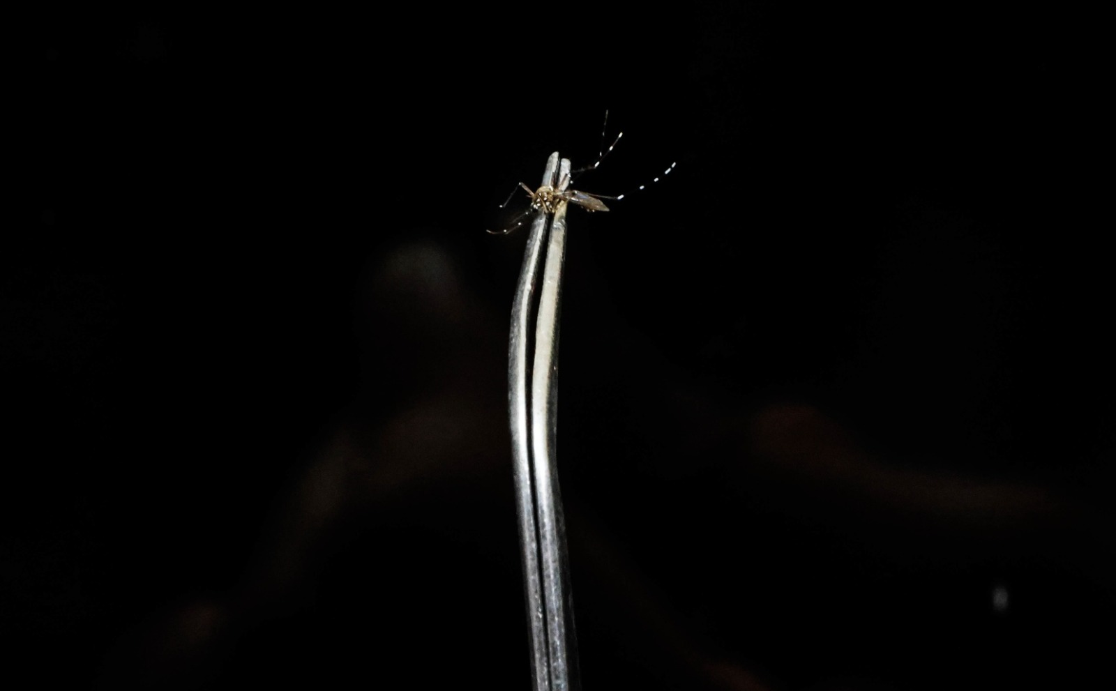 Vinhedo confirma 3ª morte por dengue neste ano; Cosmópolis anuncia 1ª morte 