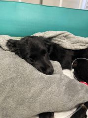 Filhote agredido por homem em situação de rua está internado na UTI veterinária