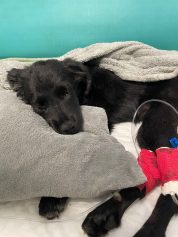 Filhote agredido por homem em situação de rua está internado na UTI veterinária