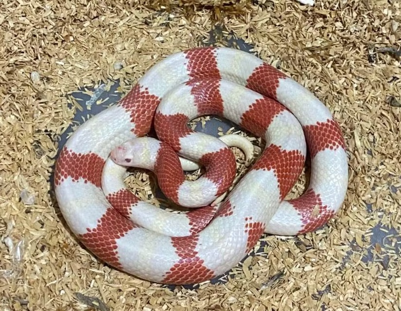 Homem considerado “o maior traficante de serpentes” é preso em Salto