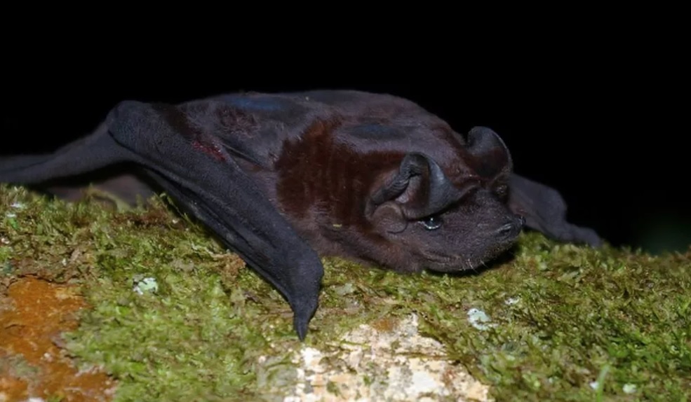 Mais um morcego contaminado com raiva é localizado em Piracicaba