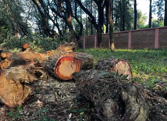 Piracicaba autoriza corte de 1000 árvores; moradores protestam