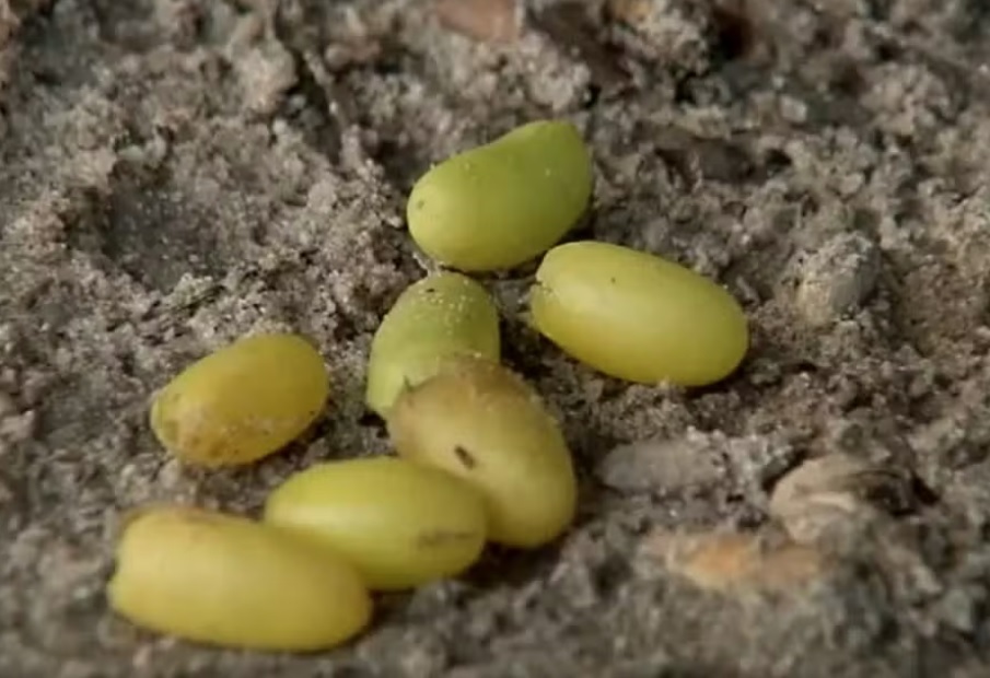 Piracicaba testa inseticida natural para combater Aedes aegypti