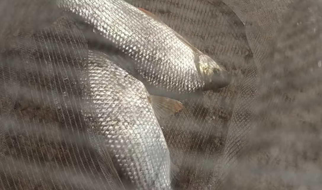 Polícia Militar Ambiental aplica R$ 8 mil em multas por pesca irregular