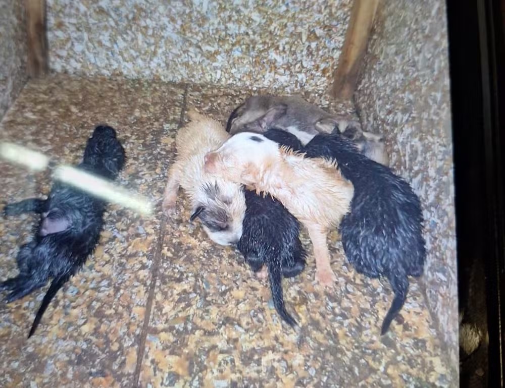 Filhotes de cachorro são encontrados molhados e sem alimentação em Americana