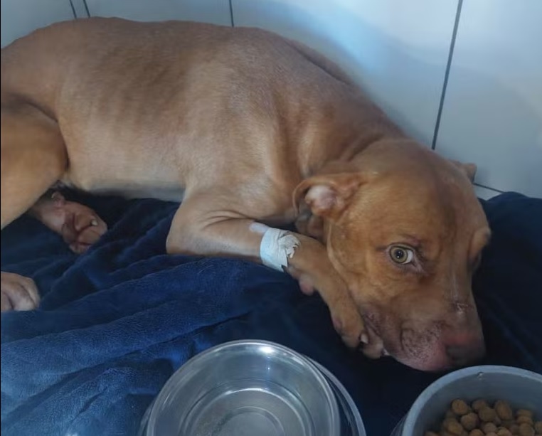 Cão resgatado quase morto de casa em Piracicaba se recupera bem