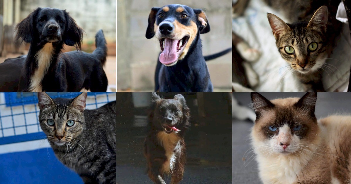 SAMU animal já atendeu mais de 140 chamados em Campinas