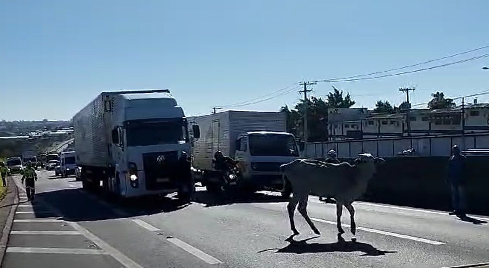 Vaca bloqueia tráfego de veículos na Rod. Santos Dumont em Campinas 