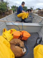Voluntários de Campinas ajudam no resgate de pessoas e animais no Rio Grande do Sul